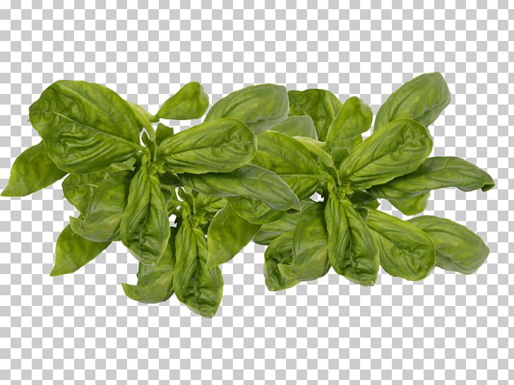 Leaf Vegetable Herb Basil Spinach PNG, Clipart, Basil, Food Drinks, Herb, Ingredient, Leaf Vegetable Free PNG Download