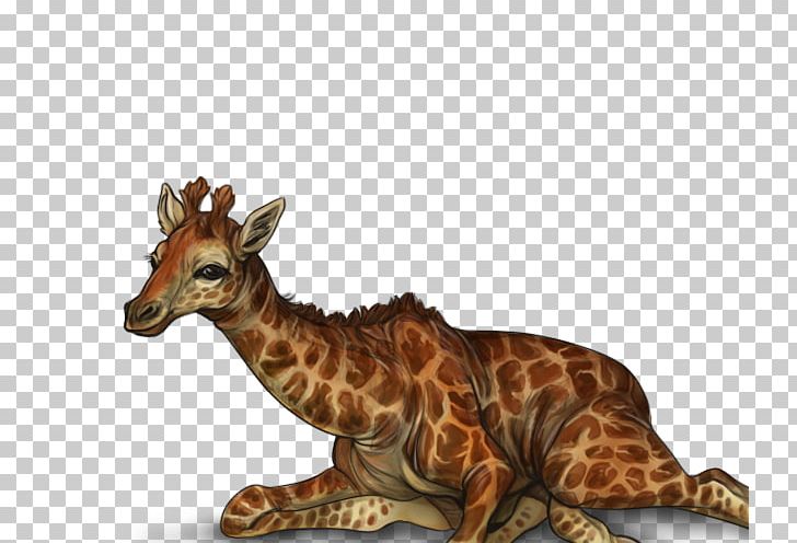 Giraffe Terrestrial Animal Wildlife PNG, Clipart, Animal, Animals, Fauna, Giraffe, Giraffidae Free PNG Download