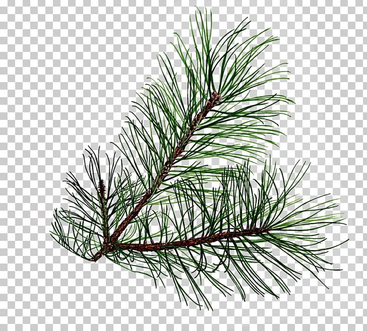 Leaf Tree Conifer Cone Pinus Palustris PNG, Clipart, Branch, Christmas Ornament, Clip Art, Conifer, Conifer Cone Free PNG Download