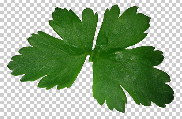 Parsley Leaf PNG, Clipart, Chervil, Computer Icons, Dill, Download, Food Free PNG Download