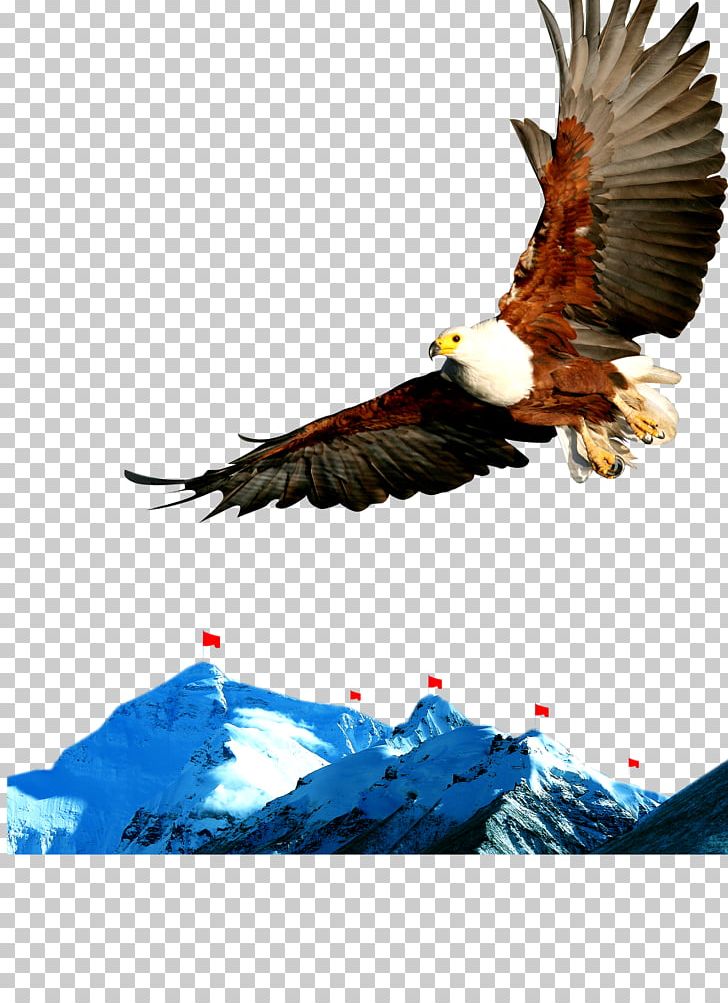Poster Slogan Publicity PNG, Clipart, Accipitriformes, Advertising, Animals, Bald Eagle, Beak Free PNG Download