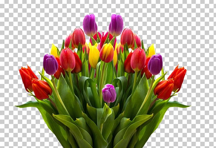Steve MacLean Public School Tulip Cut Flowers Easter PNG, Clipart, Bud, Bulb, Cut Flowers, Desktop Wallpaper, Easter Free PNG Download