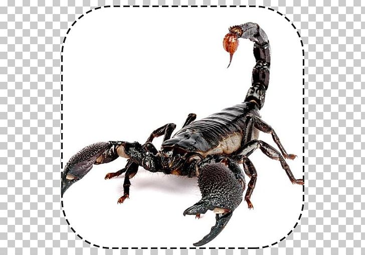 Emperor Scorpion Animal Typhlochactas Mitchelli PNG, Clipart, Animal, Apk, Arachnid, Arthropod, Canel Free PNG Download