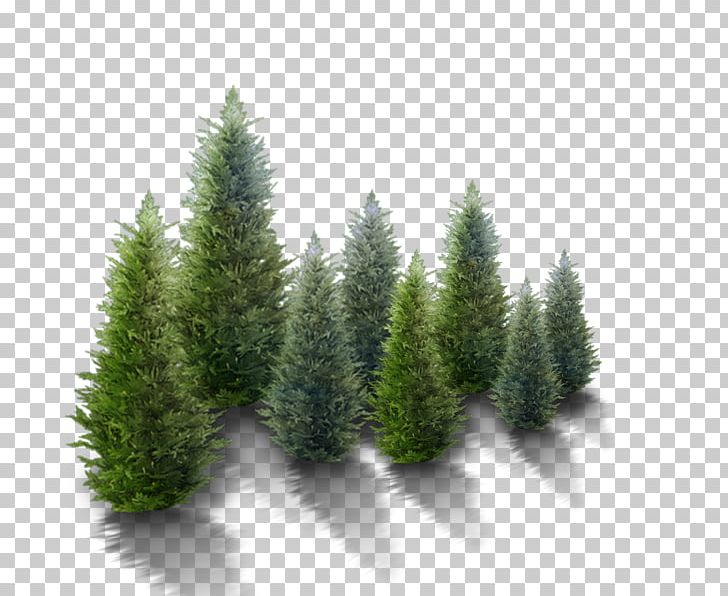 Fir Christmas Tree Pine PNG, Clipart, Biome, Bullange, Christmas, Christmas Market, Conifer Free PNG Download