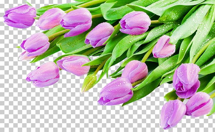 Indira Gandhi Memorial Tulip Garden PNG, Clipart, Bud, Encapsulated Postscript, Flower, Flower Bouquet, Flowering Plant Free PNG Download