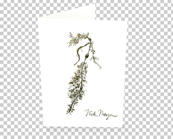 Nick Mayer Art PNG, Clipart, Ascophyllum, Ascophyllum Nodosum, Branch, Commission, Drawing Free PNG Download