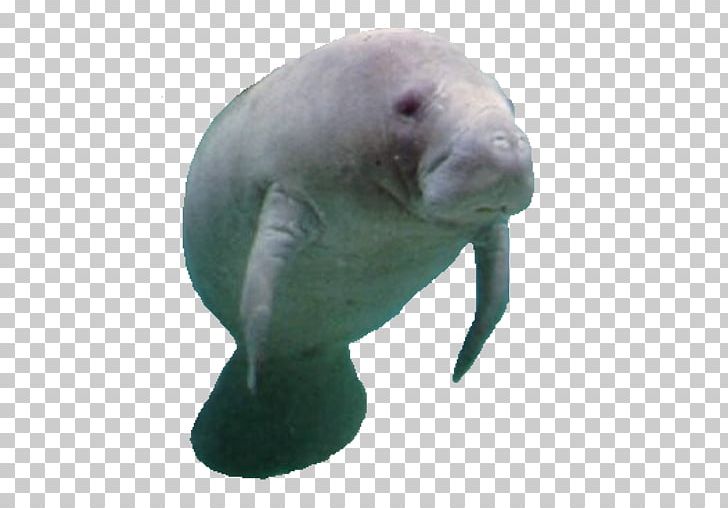 Porpoise Prime Minister Of Canada West Indian Manatee Amazonian Manatee PNG, Clipart, Animal, App, Canada, Canada West, Cetacea Free PNG Download