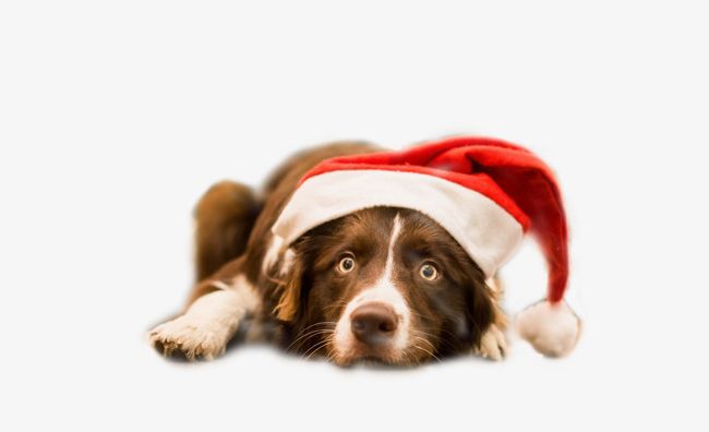 The Border Collie Dog Wearing Christmas Hats PNG, Clipart, Adorable, Adorable Pet, Animal, Border, Border Clipart Free PNG Download