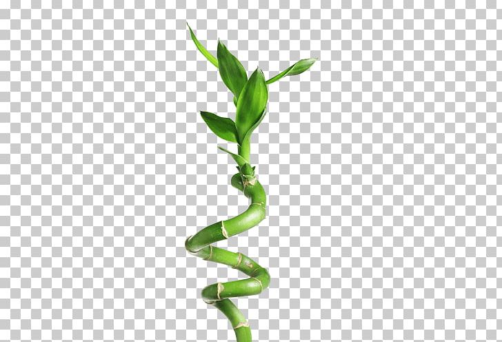 Lucky Bamboo Green Stock Photography PNG, Clipart, Bamboo, Bh0124, Grass, Green, Leaf Free PNG Download