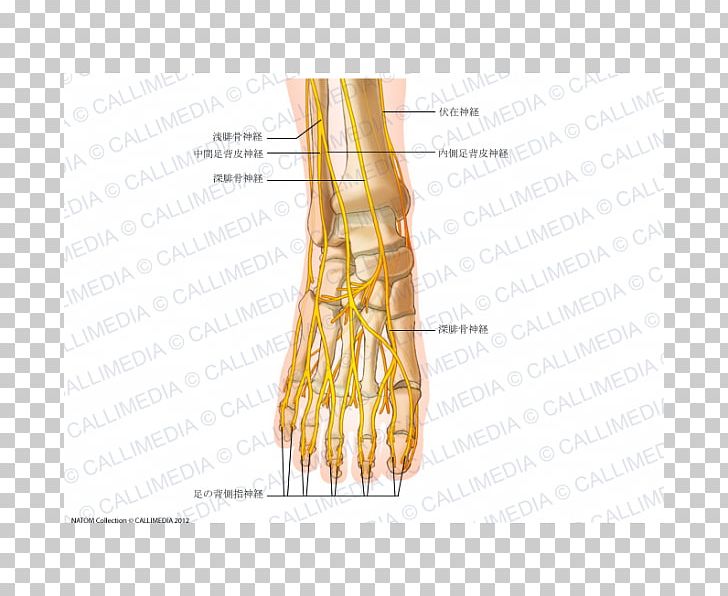 Thumb Intermediate Dorsal Cutaneous Nerve Foot Common Peroneal Nerve PNG, Clipart, Abdomen, Anatomy, Angle, Arm, Bone Free PNG Download