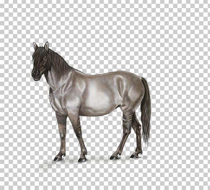 Ferghana Horse Mustang Stallion Mane PNG, Clipart, Animal, Animals, Bridle, Digital Art, Hand Free PNG Download