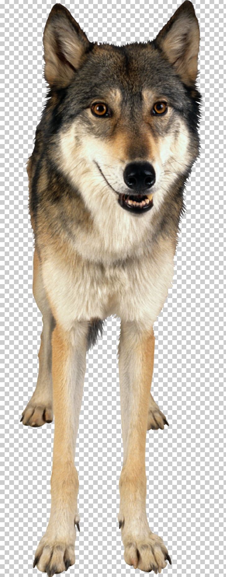 Gray Wolf PNG, Clipart, Animals, Brown, Carnivoran, Dog Breed, Dog Breed Group Free PNG Download