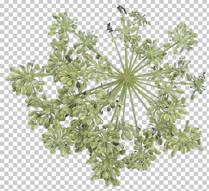 Plant Tree Flower Subshrub Branching PNG, Clipart, Branch, Branching, Flower, Food Drinks, Leaf Texture Free PNG Download