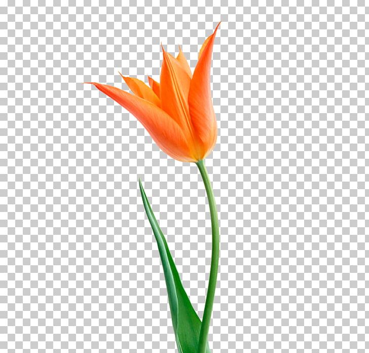 The Tulip: The Story Of A Flower That Has Made Men Mad Orange Cut Flowers Flower Bouquet PNG, Clipart, Color, Cut Flowers, Flower, Flower Bouquet, Flowering Plant Free PNG Download