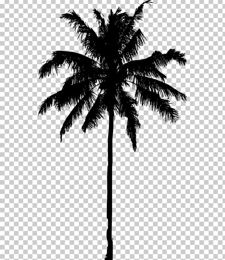 Arecaceae Date Palm Silhouette Tree Asian Palmyra Palm PNG, Clipart, Arecaceae, Arecales, Asian Palmyra Palm, Black And White, Borassus Free PNG Download