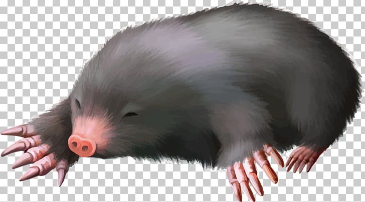 European Mole PNG, Clipart, 3d Animation, Animal, Animals, Animation, Anime Character Free PNG Download