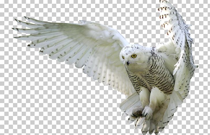 Owl Computer Icons PNG, Clipart, Animals, Avatan, Avatan Plus, Barn Owl, Beak Free PNG Download