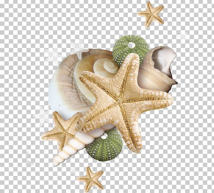 Sea PNG, Clipart, Beach, Encapsulated Postscript, Image File Formats, Marine Invertebrates, Organism Free PNG Download