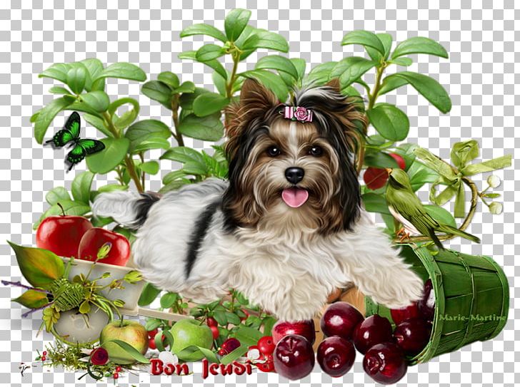 Yorkshire Terrier Shih Tzu Morkie Puppy Dog Breed PNG, Clipart, Animals, Biewer Terrier, Breed, Carnivoran, Companion Dog Free PNG Download