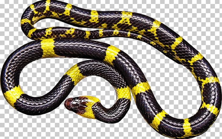 Black Rat Snake Reptile Venomous Snake PNG, Clipart, Animals, Banded Krait, Black, Black, Black Rat Snake Free PNG Download