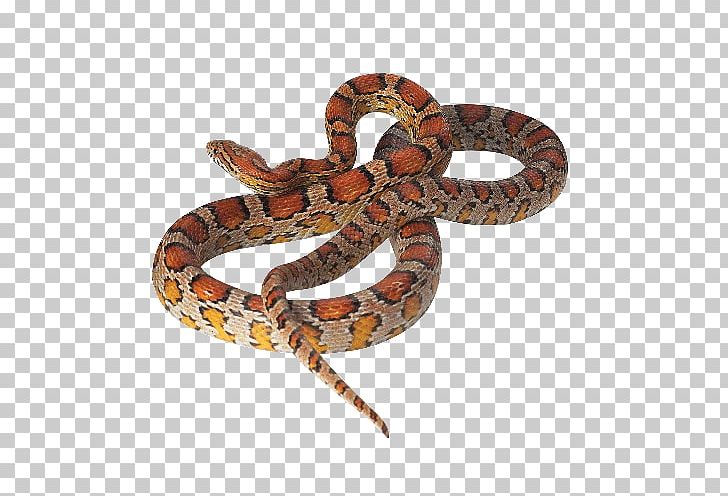 Boa Constrictor Corn Snake Reptile Kingsnakes PNG, Clipart, Animals, Ball Python, Boa Constrictor, Boas, Colubridae Free PNG Download