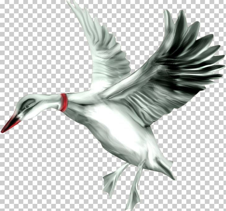 Duck Bird Flamingos PNG, Clipart, Animal, Animals, Ardea, Beak, Bird Free PNG Download