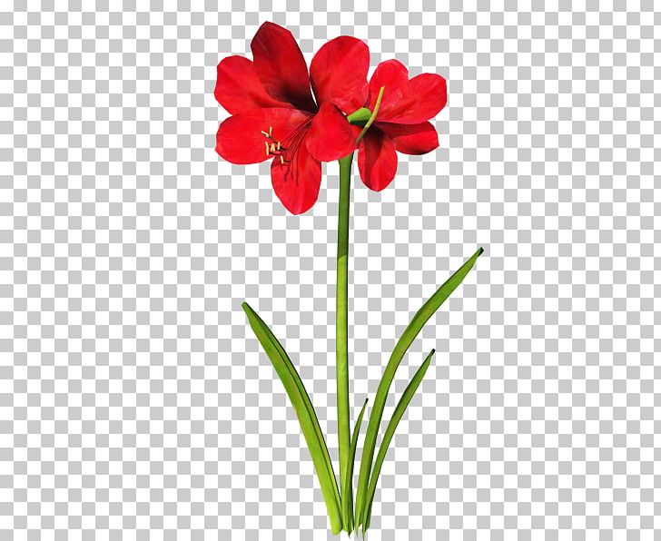 Jersey Lily PNG, Clipart, Amaryllidaceae, Amaryllis, Amaryllis Belladonna, Amaryllis Family, Cicek Free PNG Download