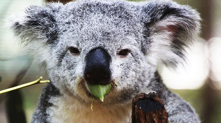 Koala Marsupial Animal Mammal Diprotodontia PNG, Clipart, Animal, Animals, Bear, Cuteness, Diprotodontia Free PNG Download