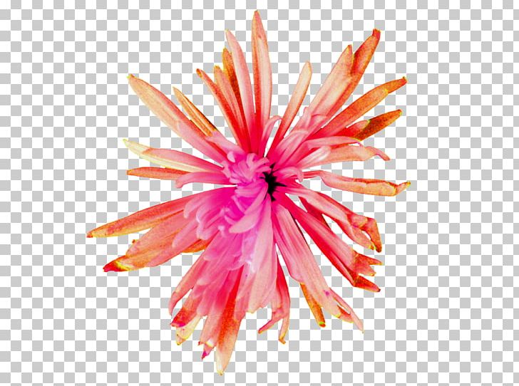 Dahlia Cut Flowers Pink M Petal Close-up PNG, Clipart, Aster, Closeup, Close Up, Cut Flowers, Dahlia Free PNG Download