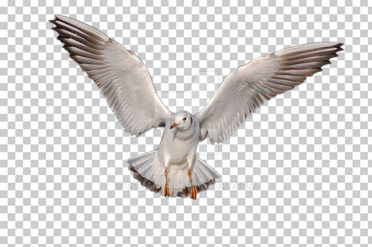 Gulls Bird Desktop PNG, Clipart, Animals, Art, Beak, Bird, Bird Of Prey Free PNG Download