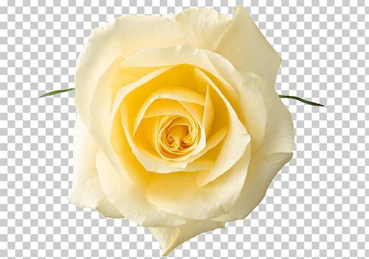Rose White Yellow PNG, Clipart, Closeup, Color, Cut Flowers, Desktop Wallpaper, Floribunda Free PNG Download