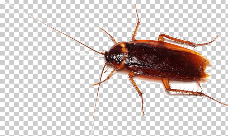 Cockroach Pest PNG, Clipart, American Cockroach, Animals, Arthropod, Computer Icons, Desktop Wallpaper Free PNG Download