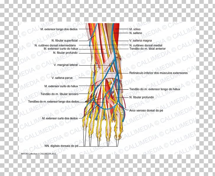 Foot Human Body Anatomy Intermediate Dorsal Cutaneous Nerve PNG, Clipart, Anatomy, Angle, Ankle, Area, Blood Vessel Free PNG Download