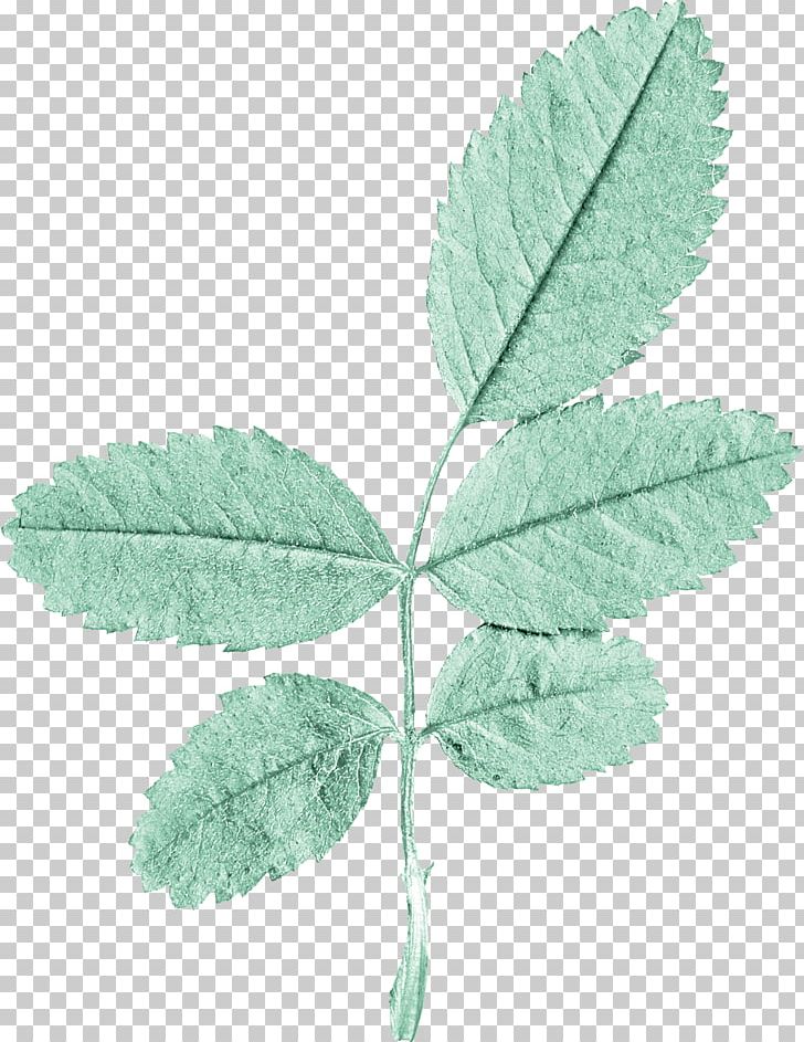 Leaf PNG, Clipart, Background Green, Branch, Branches, Branches And Leaves, Download Free PNG Download
