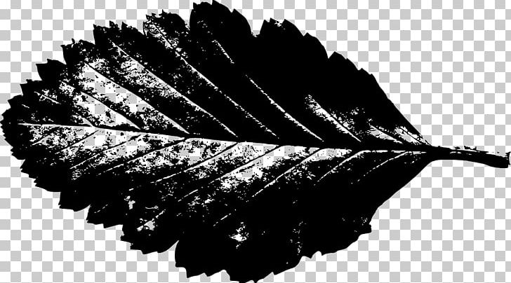 Leaf PNG, Clipart, Autumn, Black And White, Download, Drawing, Leaf Free PNG Download