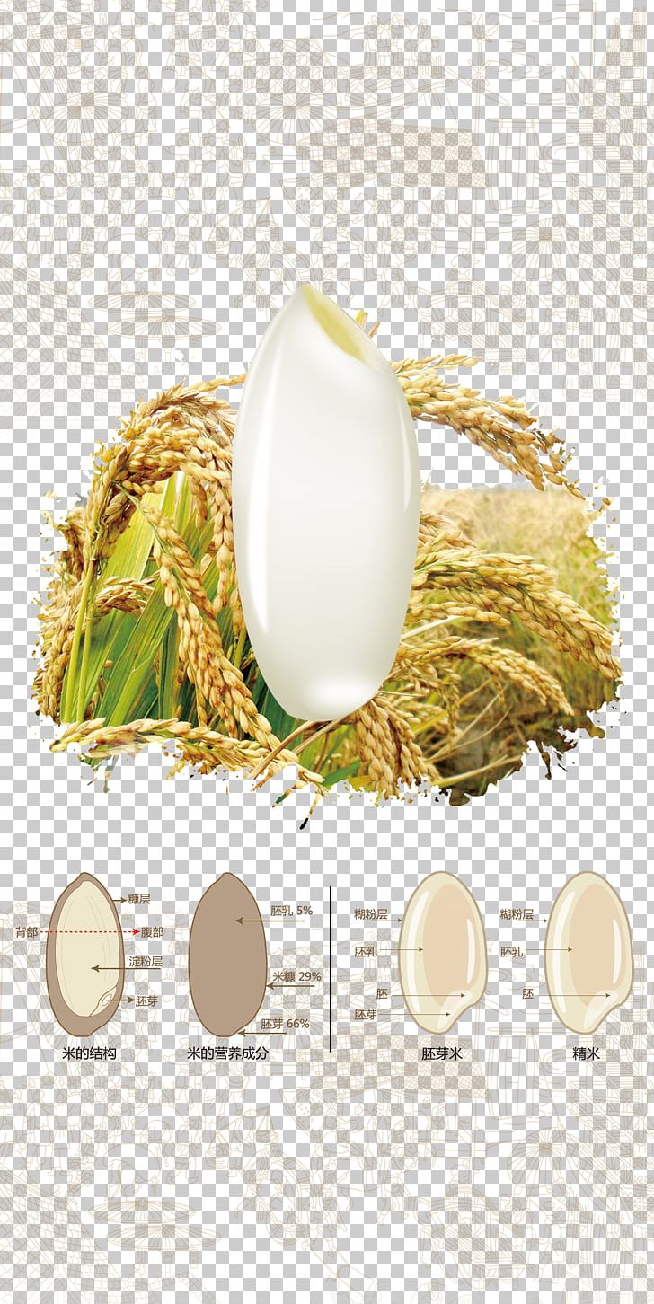 Oryza Sativa Rice Cereal Paddy Field PNG, Clipart, Caryopsis, Cereal, Commodity, Download, Dwg Free PNG Download