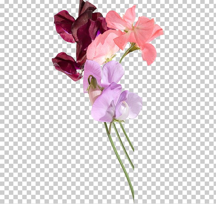 Sweet Pea Festival Flower Snapdragons PNG, Clipart, Annual Plant, Artificial Flower, Cut Flowers, Direct, Everlasting Sweet Pea Free PNG Download