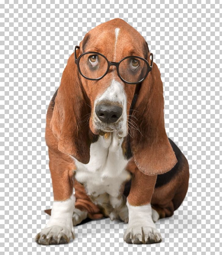 Basset Hound Puppy Stock Photography Abalee Cattery & Kennels PNG, Clipart, Animals, Basset Artesien Normand, Basset Hound, Carnivoran, Cattery Free PNG Download