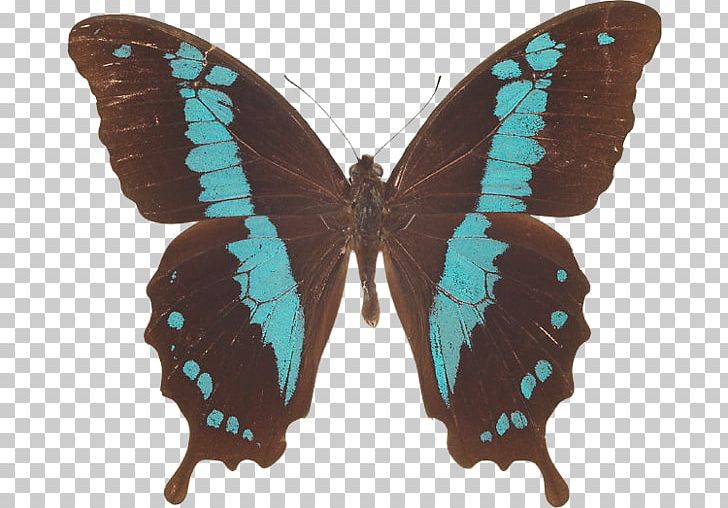 Brush-footed Butterflies Swallowtail Butterfly Insect Photography PNG, Clipart,  Free PNG Download