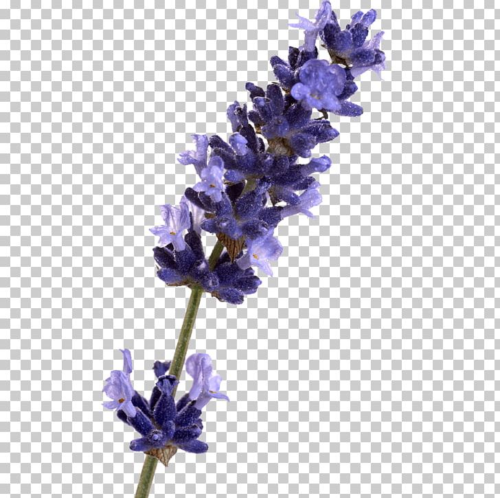 English Lavender Honey Lavender Ieuan Lavender Oil PNG, Clipart, 30 Ml, Apple Music, Aroma Compound, Common Sage, Cut Flowers Free PNG Download