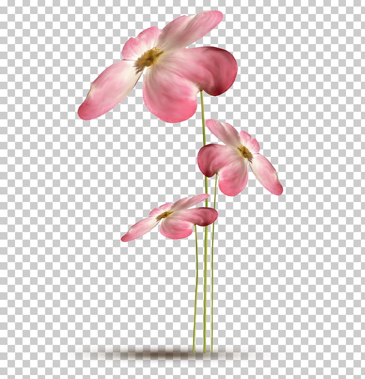Evotex Flower 2294 (عدد) 2293 (عدد) PNG, Clipart, Baner, Blossom, Bud, Cut Flowers, Evotex Free PNG Download