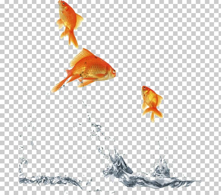 Quotation Gorgias: A Revised Text Thought Goldfish PNG, Clipart, Bony Fish, Fish, Goldfish, Idea, Information Free PNG Download