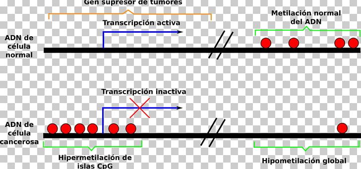 DNA Methylation Epigenetics CpG Island PNG, Clipart, Angle, Area, Brand, Cancer, Carcinogenesis Free PNG Download