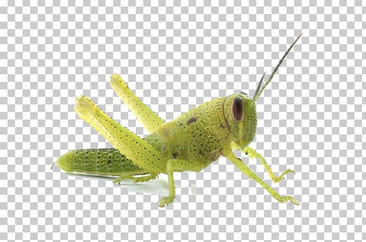 Grasshopper Caelifera Locust Romalea Microptera Insect PNG, Clipart, Animal, Animals, Arthropod, Biological Life Cycle, Caelifera Free PNG Download