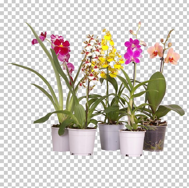 Moth Orchids Houseplant Dendrobium Cattleya Orchids PNG, Clipart, Cambria, Cattleya, Cattleya Orchids, Cut Flowers, Dancinglady Orchid Free PNG Download