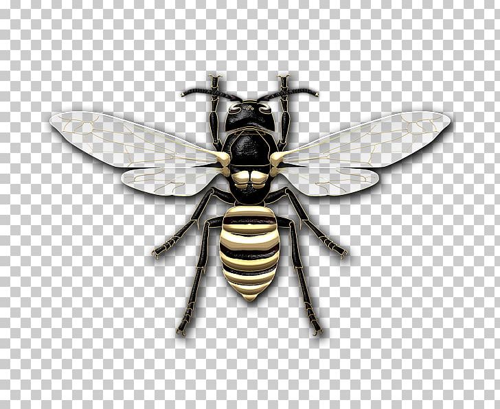 True Bugs PNG, Clipart, Arthropod, Bee, Fly, Insect, Invertebrate Free PNG Download