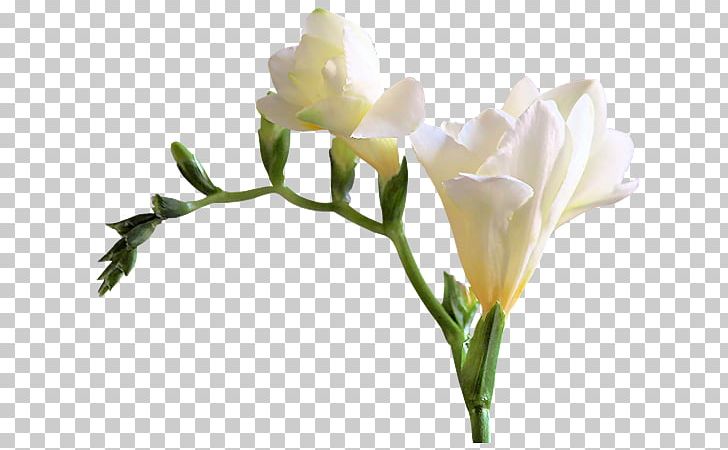 Cut Flowers PNG, Clipart, Blog, Branch, Bud, Cut Flowers, Flower Free PNG Download