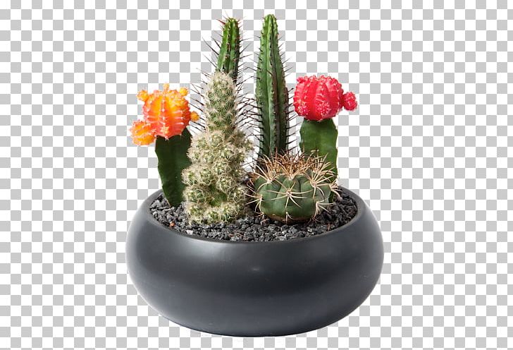 Flowerpot Houseplant Succulent Plant Cactaceae PNG, Clipart, Cactaceae, Cactus, Cactus Garden, Caryophyllales, Flowering Plant Free PNG Download