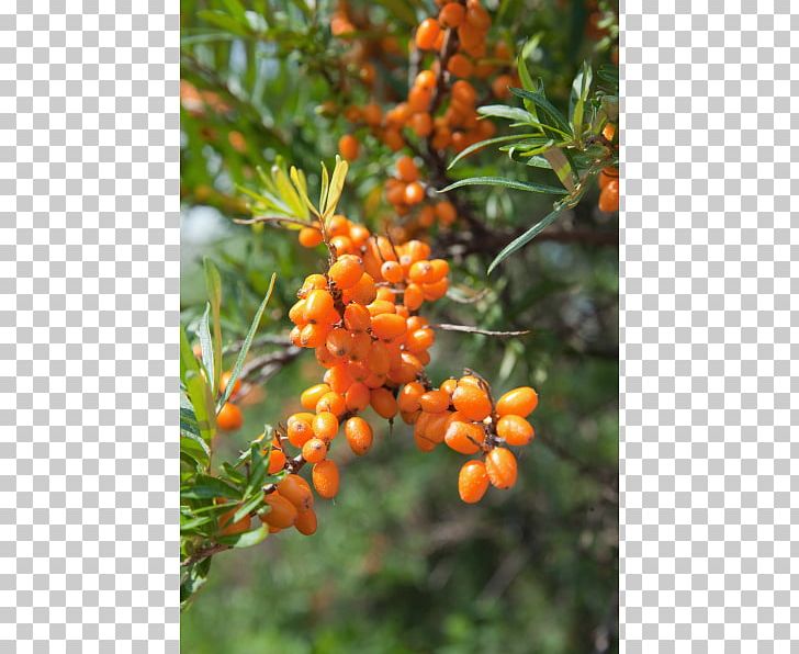 Gooseberry Seaberry Blackcurrant Shrub Fruit Tree PNG, Clipart, Blackcurrant, Buckthorn, Closeup, Common Hibiscus, Currant Free PNG Download