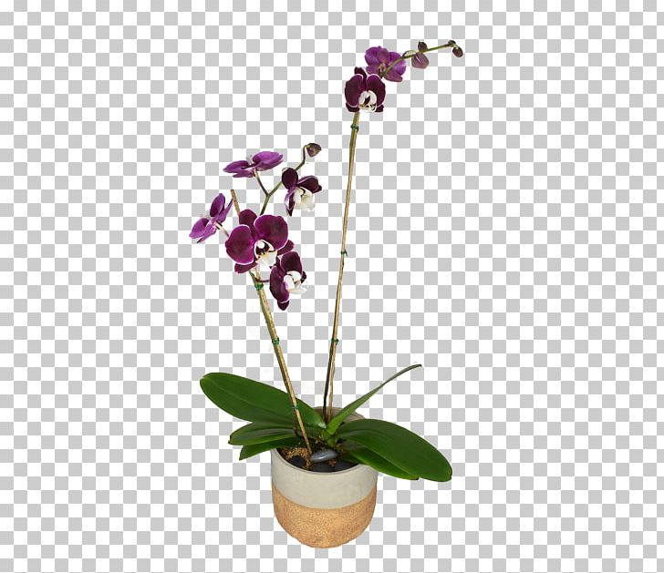 Moth Orchids Dendrobium Cut Flowers Flowerpot PNG, Clipart, Cut Flowers, Dendrobium, Flora, Flower, Flowering Plant Free PNG Download
